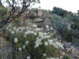 Clematis villosa subsp. stanleyi